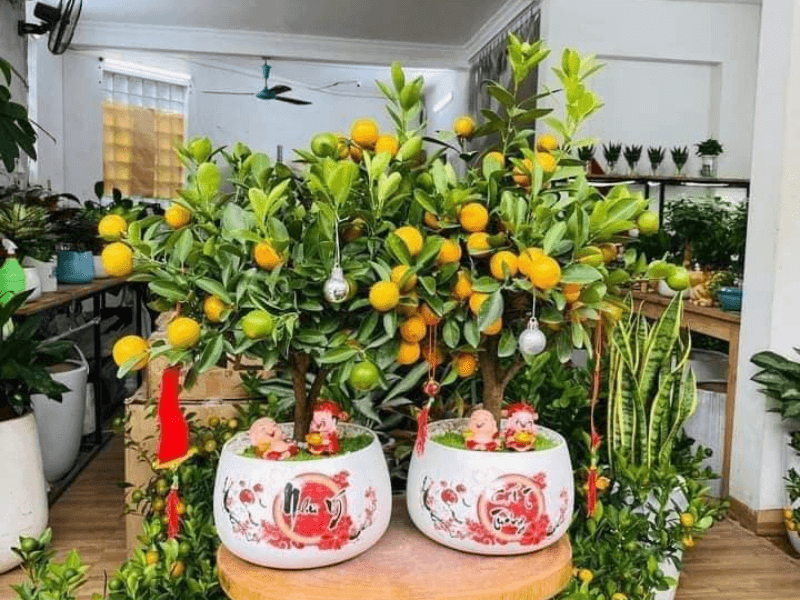 quat-bonsai-trang-tri-tet-2024